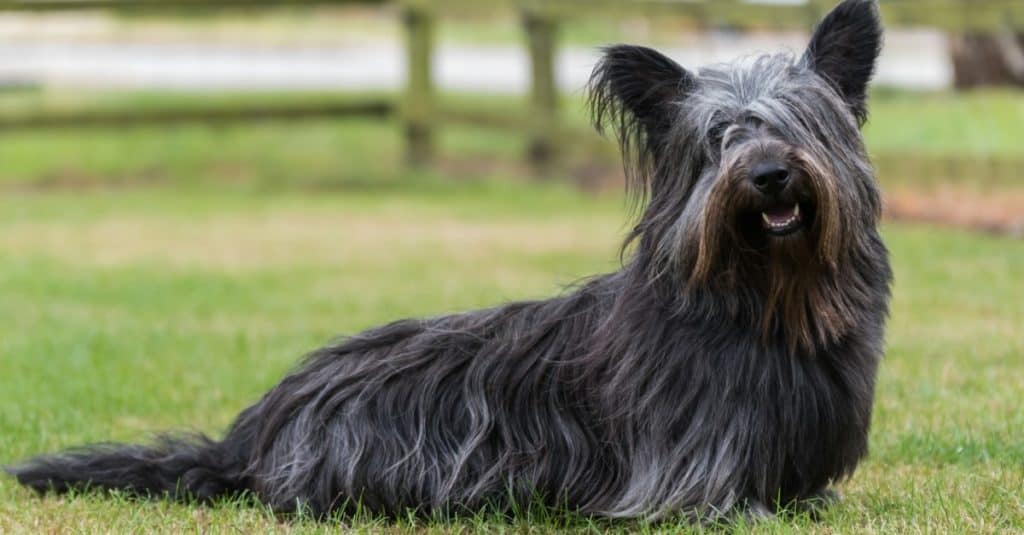 Black Skye Terrier sitting on grass