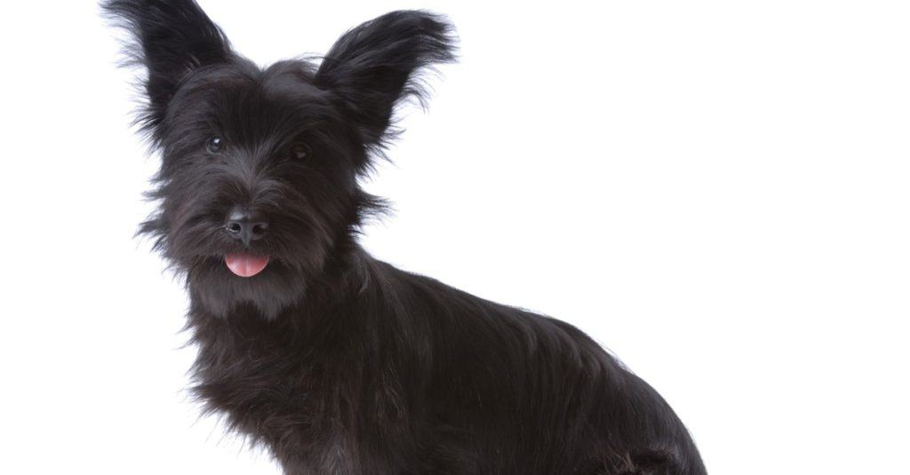 Skye terrier puppy