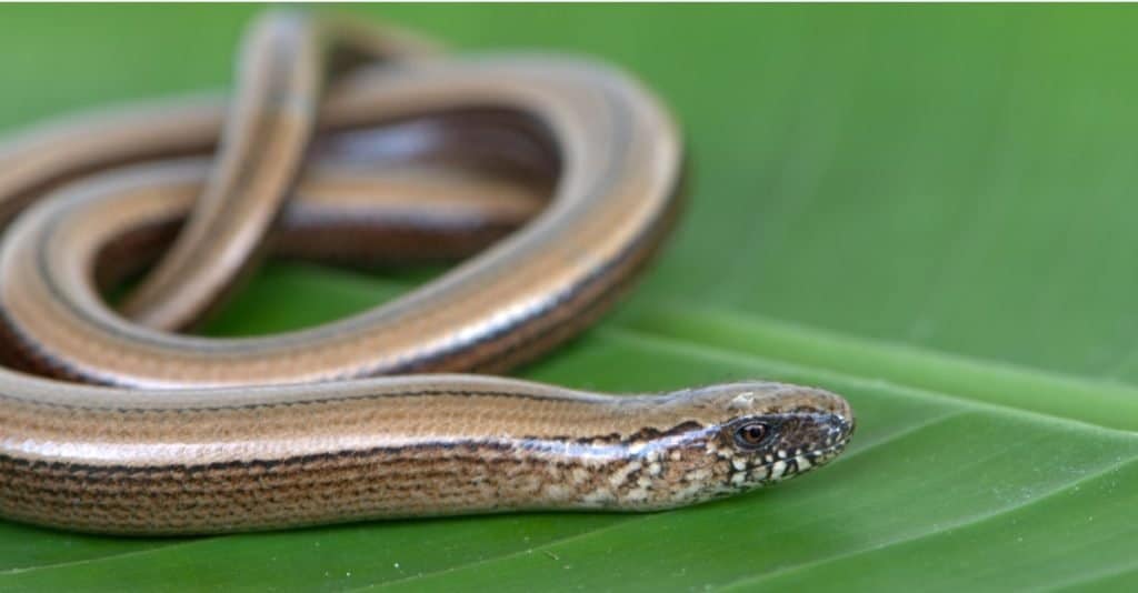 Slow worm basks on a green banana leaf