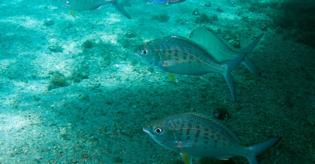 A small school of yellow-fin mojarra