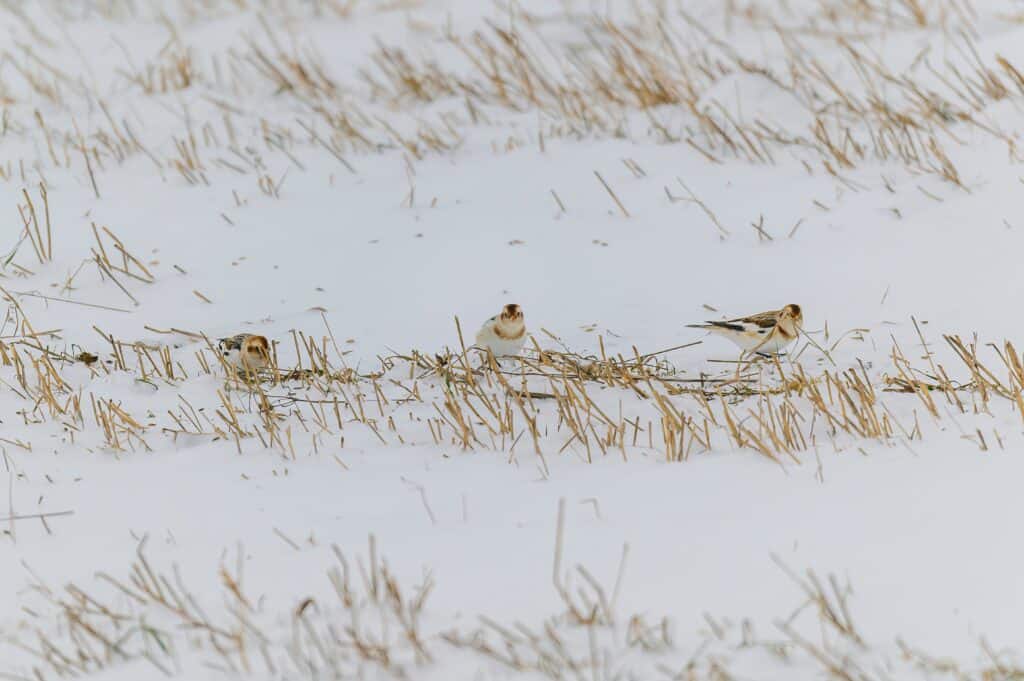 snow bunting