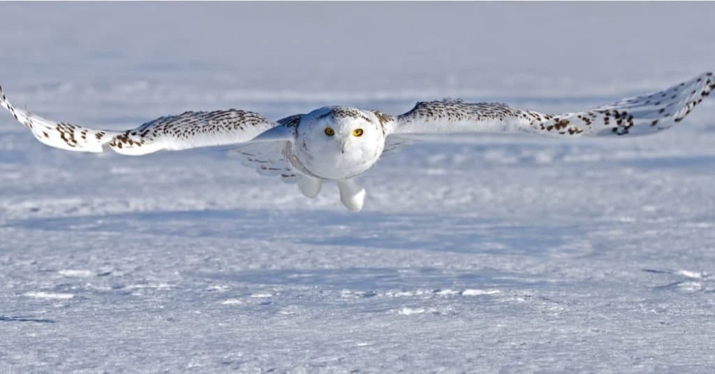 Snowy owl (Bubo scandiacus) flying low and hunting over a snow covered field in Ottawa, Canada