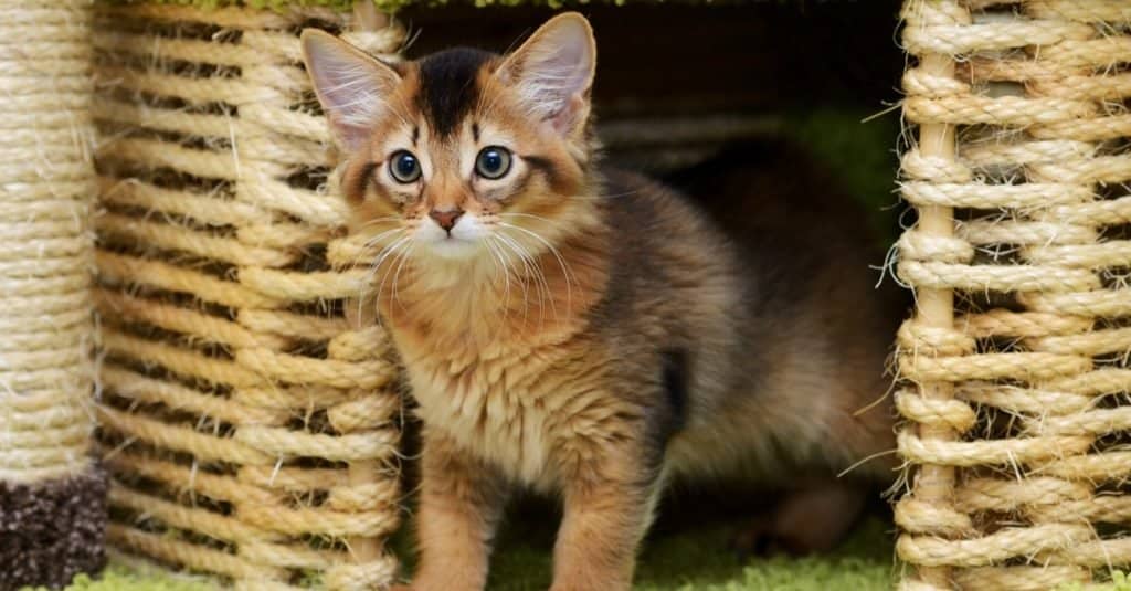 A cute Somali kitten playing in the cat house.