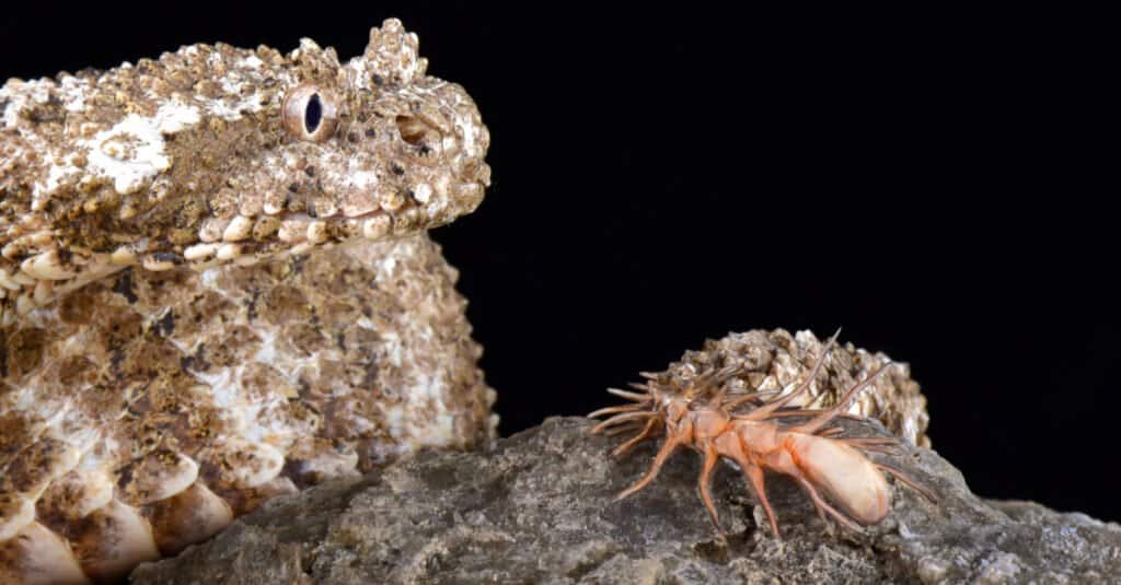 The spider-tailed horned viper (Pseudocerastes urarachnoides) has a unique tail that has a bulb-like end and that is used to catch birds. It lives in Iran.