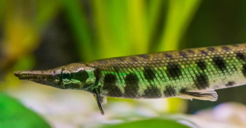 spotted gar, a dart shaped fish with a needle nose, tropical fish from the mississippi river basin of America