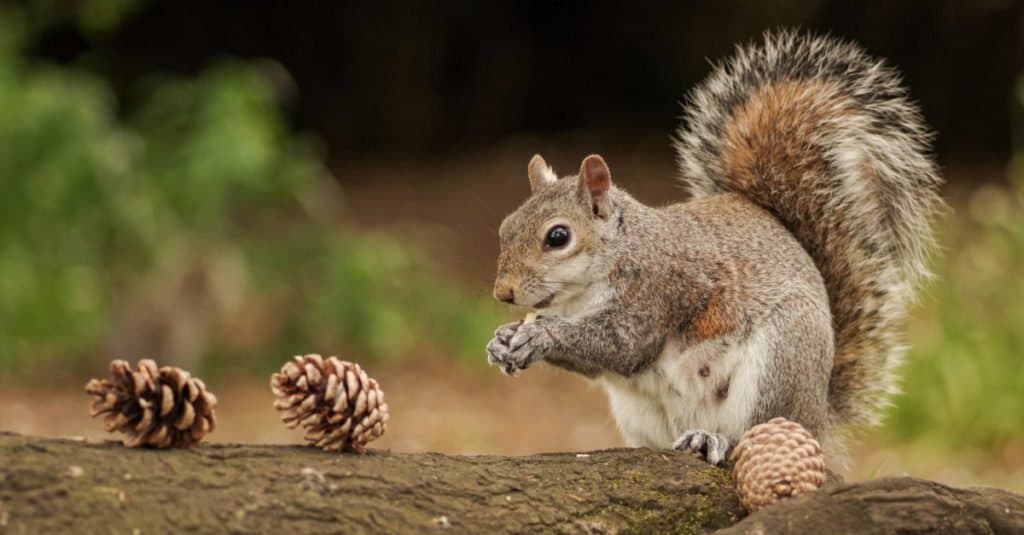 Cute squirrel in the park