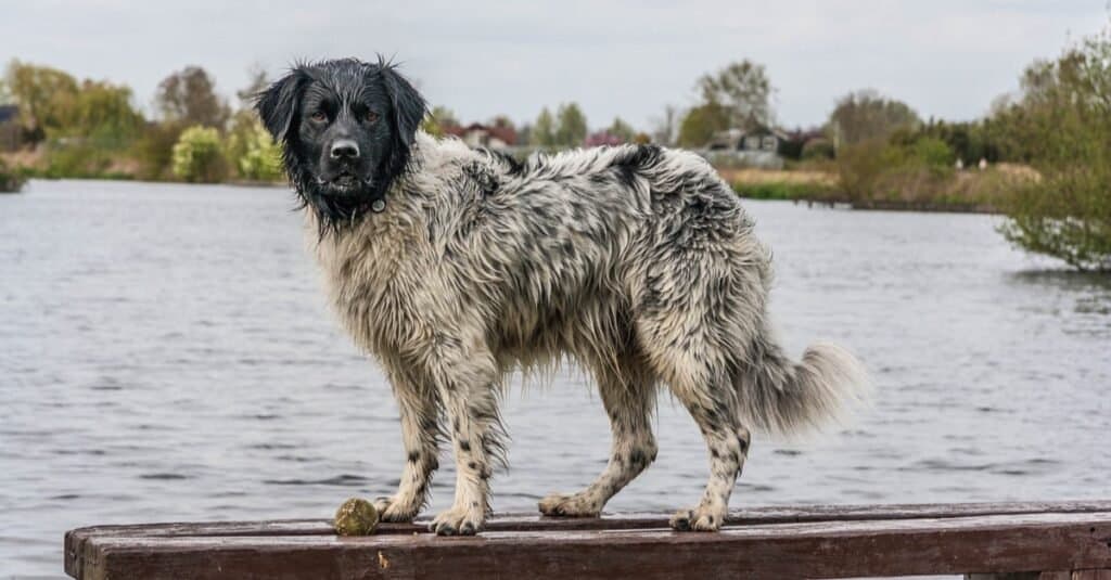 Stabyhoun playing at the lake.