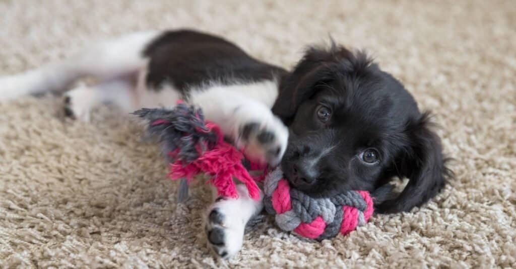 Stabyhoun puppy playing with a colored string.