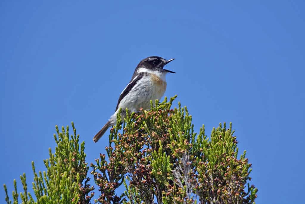 stonechat