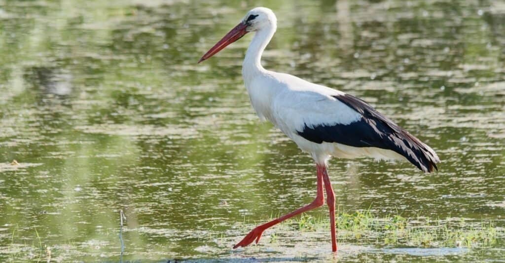 A Stork hunting by the river.