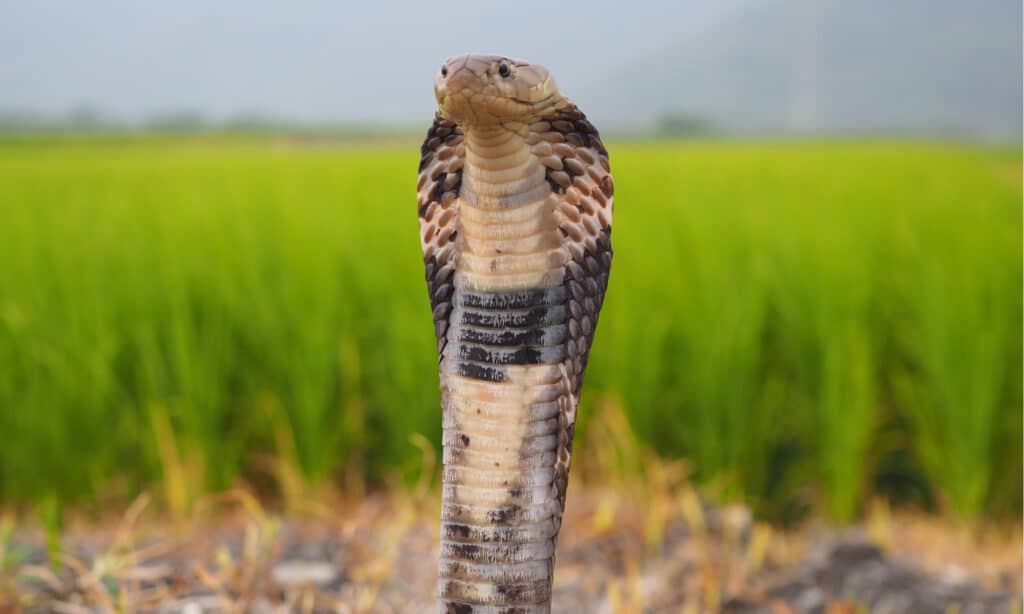 The Taiwan cobra is another name for the Chinese cobra