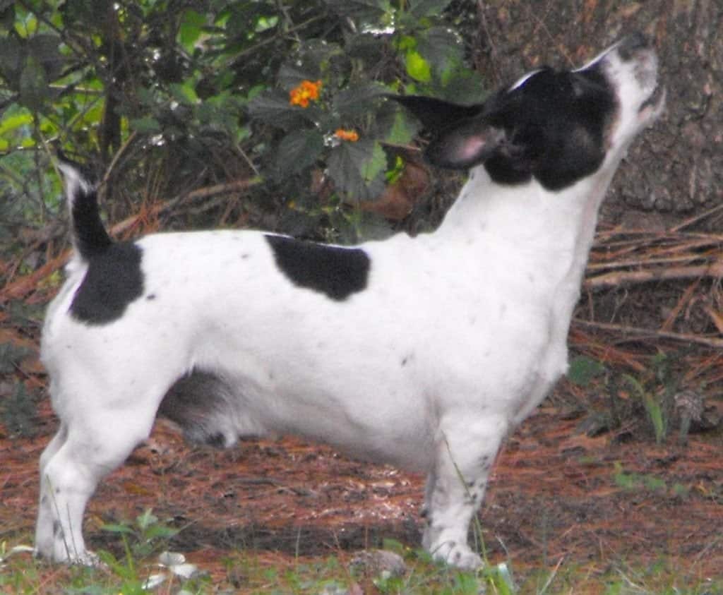 Adult Male Teddy Roosevelt Terrier