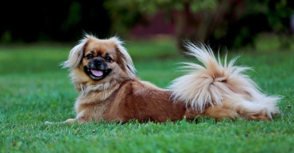 Tibetan spaniel playing on the green grass on a hot day.