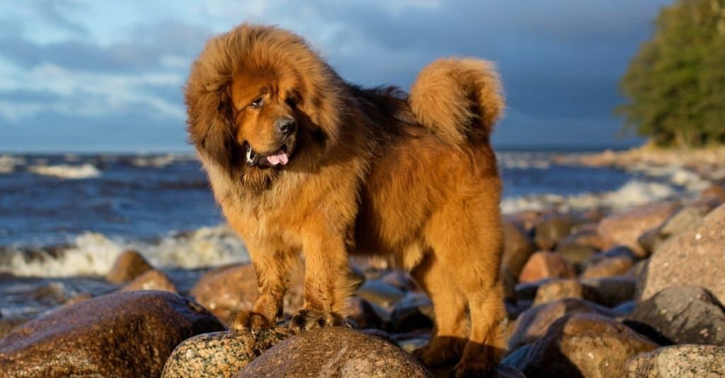 Tibetan Mastiff on the rocks