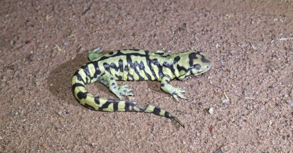 Barred Tiger Salamander (Ambystoma mavortium) in Arizona