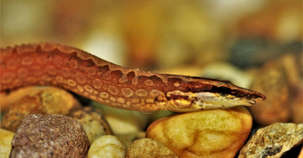 Tire Track Eels have pointed snouts that let them poke into tight crevasses.  