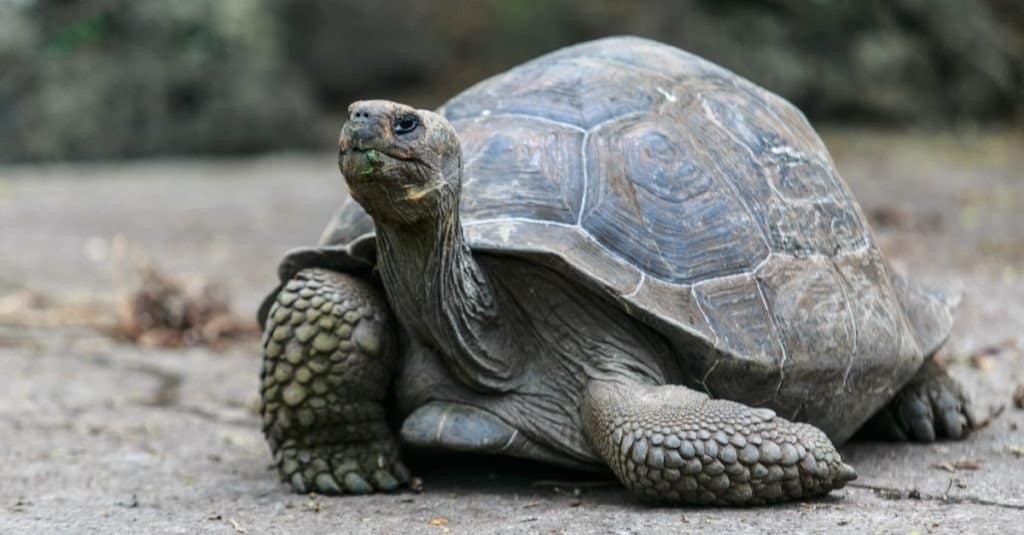 Galapagos tortoise at the tortoise reserve on Floreana Island