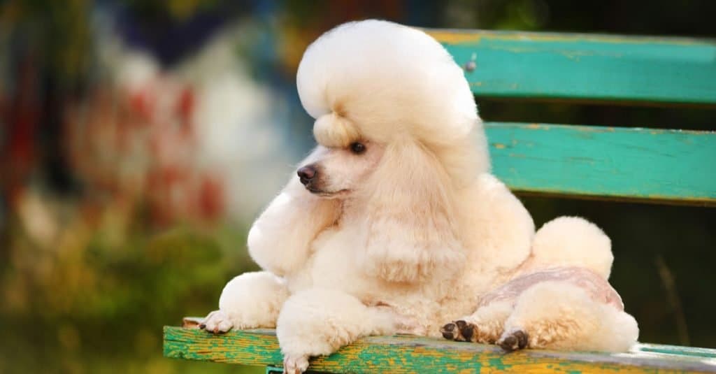 Little apricot poodle lies on a bench outdoors