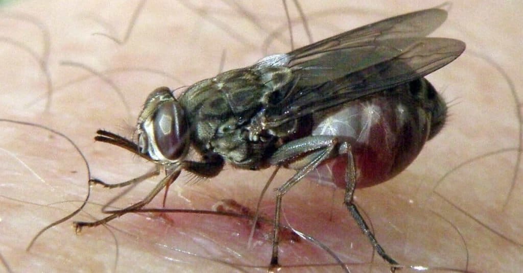 Tsetse fly biting a human leg in Serengeti, Tanzania.