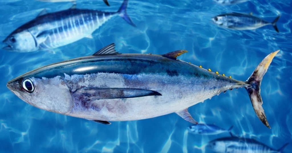 Albacore Thunnus alalunga fish between bluefin tuna school