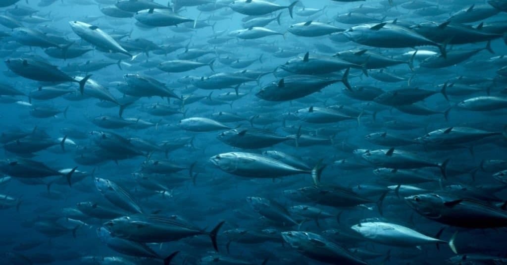 Black Skipjack School in Galapagos