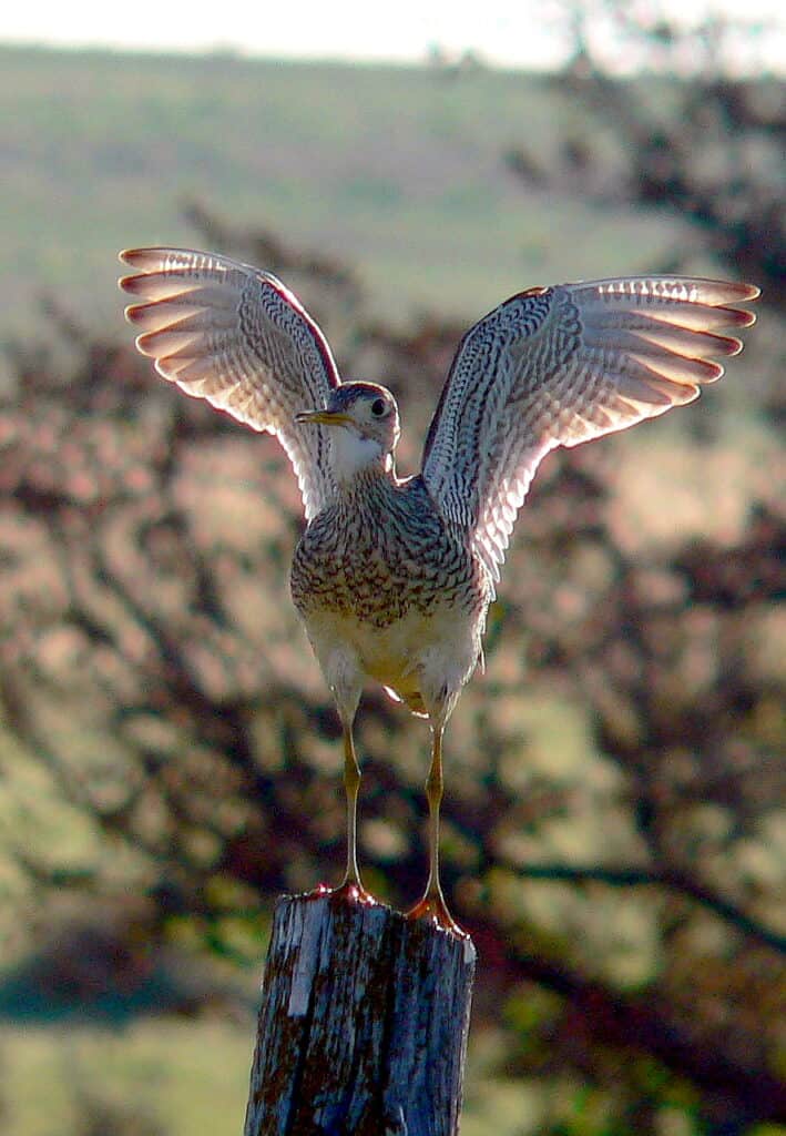 Upland Sandpiper