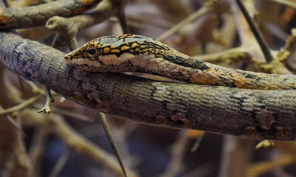 Vine snake of Twig snake in a tree. Twig snakes are greyish-brown with faint light and dark markings.