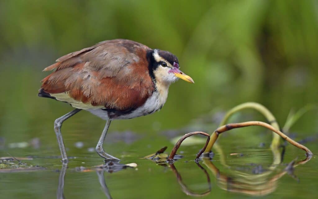 Wattled Jacana