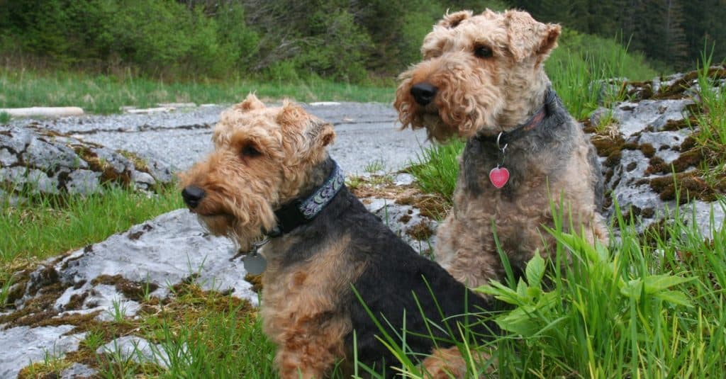 Two welsh terrier dogs sitting at the river