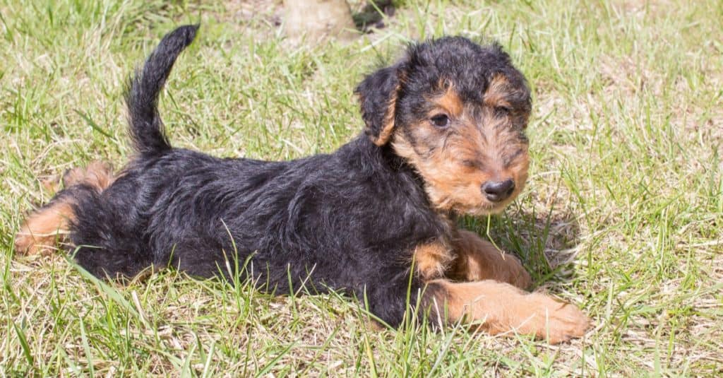 Welsh terrier puppy