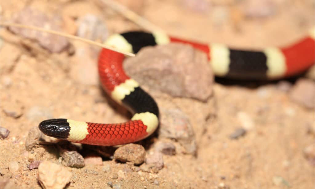 A western coral snake slithering over sandy soil