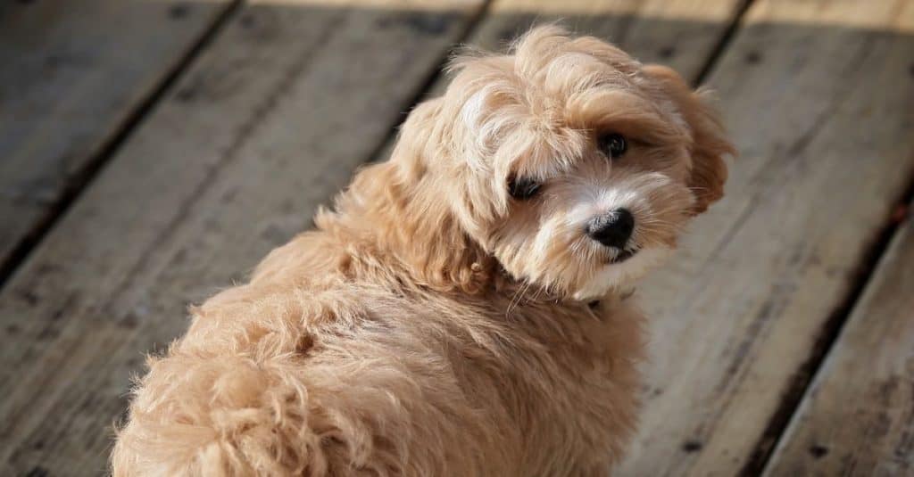 tan westiepoo puppy