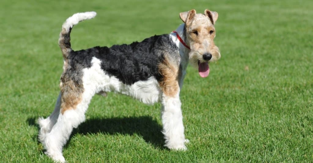 Wire Fox Terrier portrait in show pose