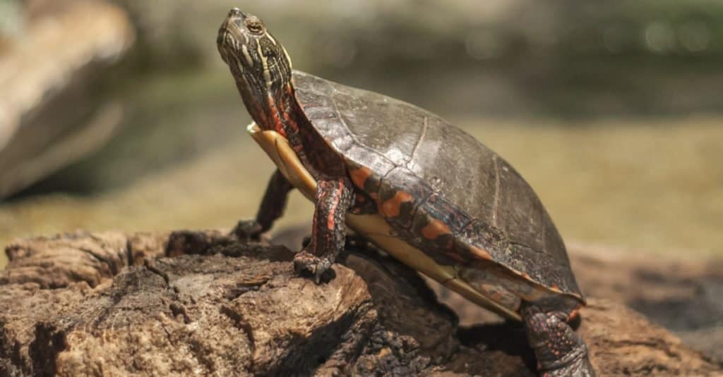 Ohio Wood Turtle standing on a log.