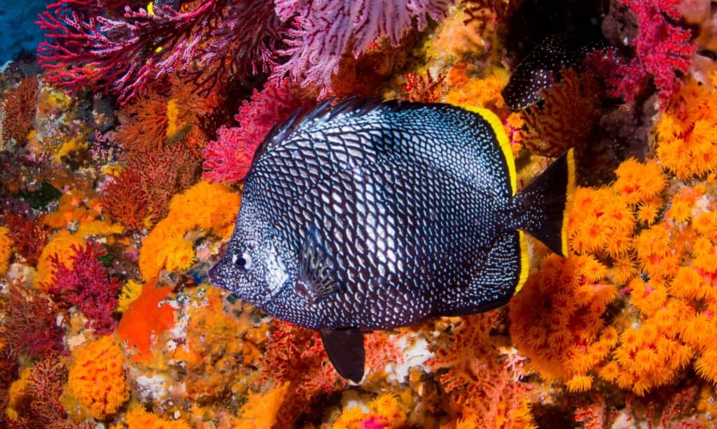 Part of a school of Wrought Iron Butterflyfish in Hachijojima Island. The typical environment of this species of butterfly fish is near saltwater coral reefs.