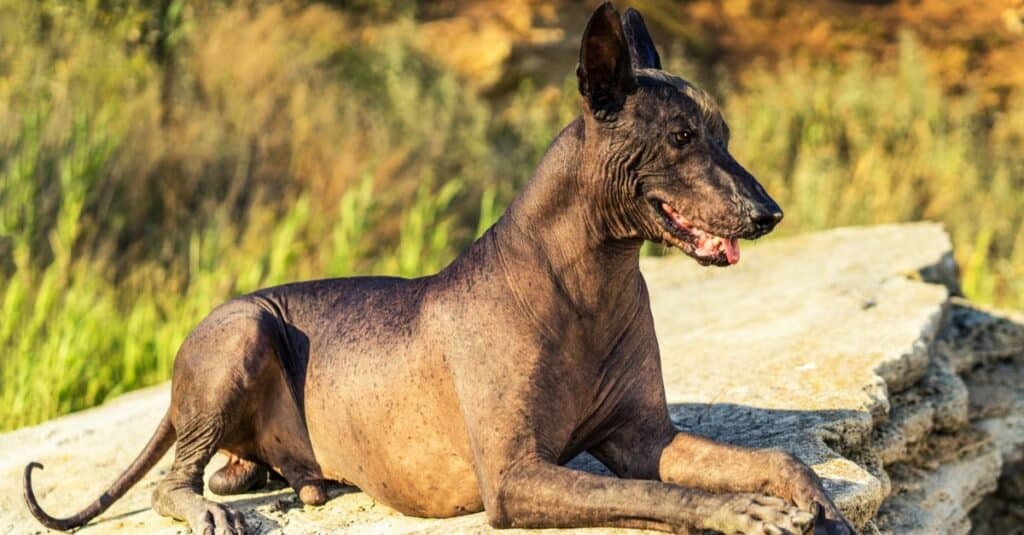 Mexican hairless dog (Xoloitzcuintli, Xolo) lies on a large stone at sunset.