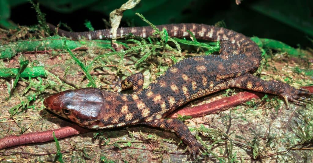 A yellow spotted lizard (Lepidophyma flavimaculatum) on a tree at night, Belize.