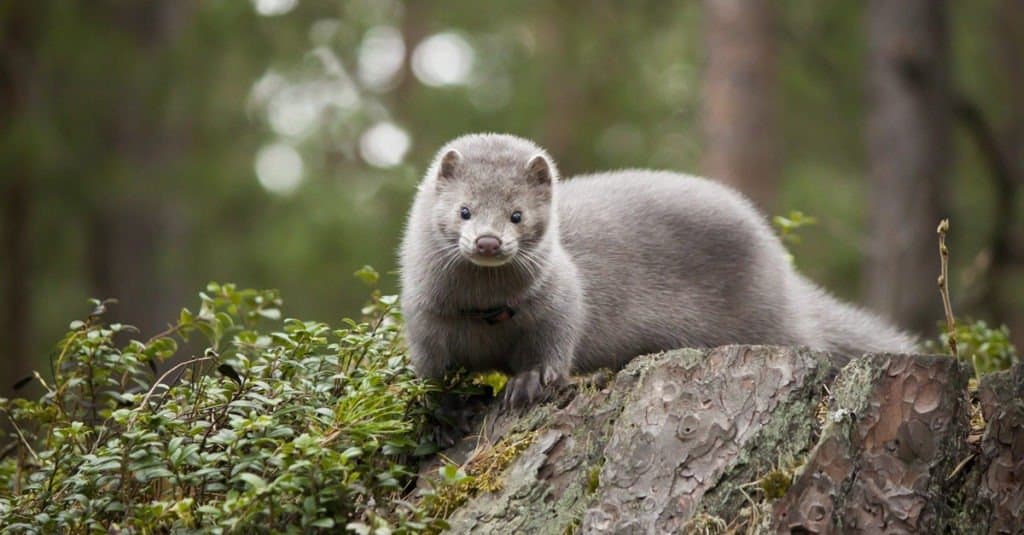 young mink on a log