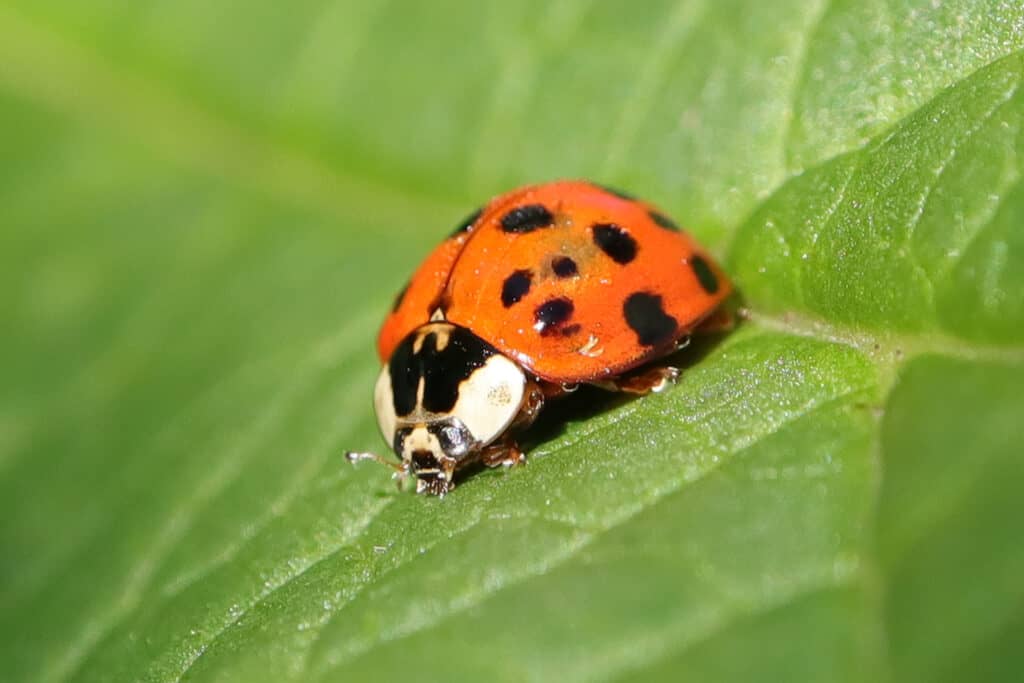 asian lady beetle on a leaf