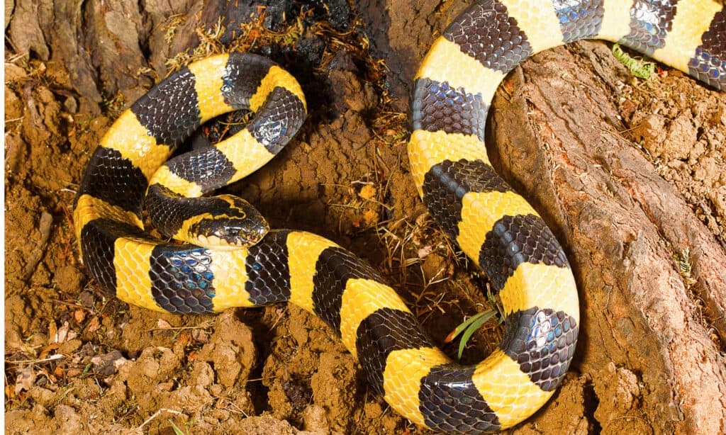 A banded krait on rocky ground