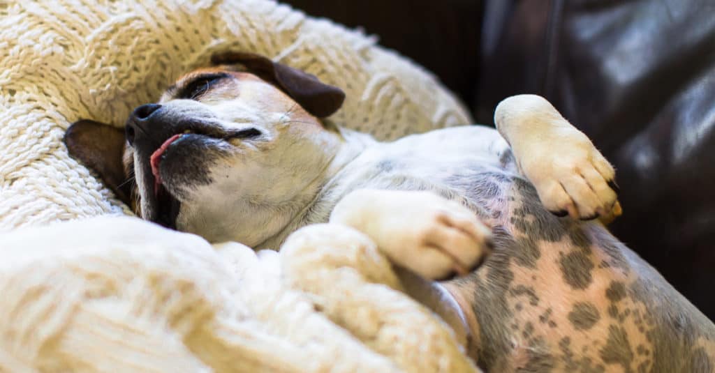 A Sleeping Beabull Puppy