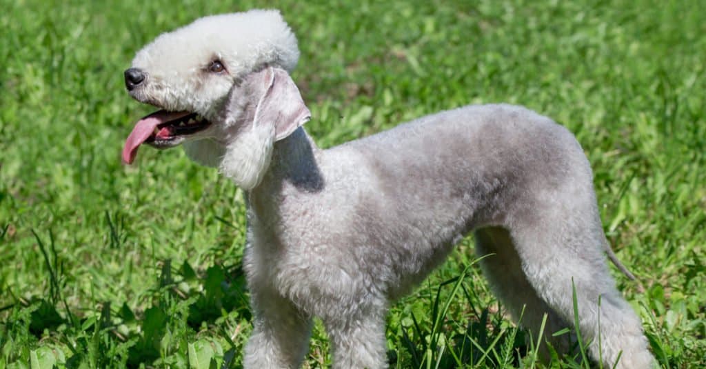 Bedlington Terrier Puppy