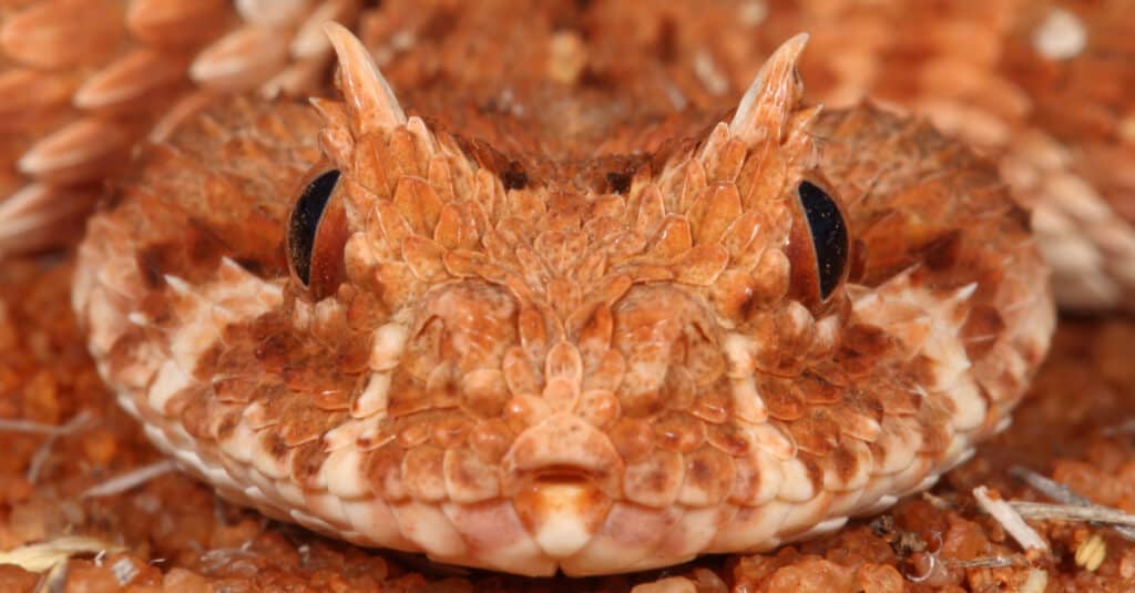 horned adder face