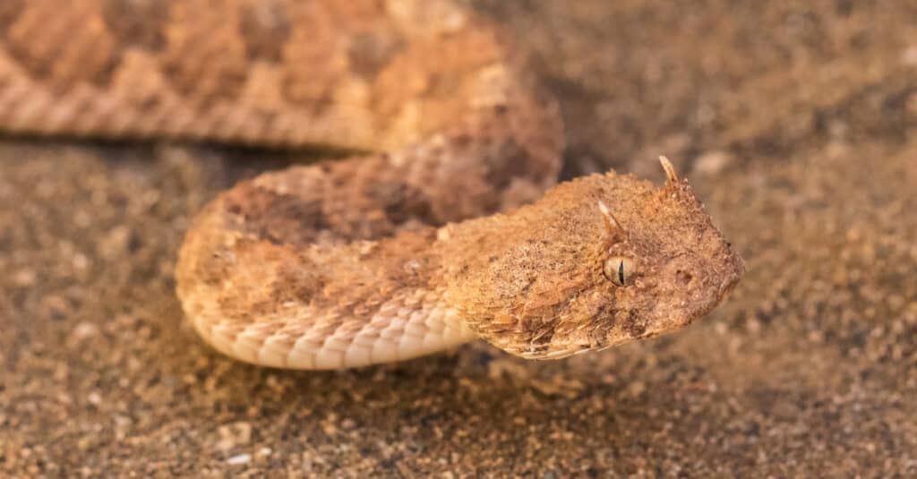 Horned adder