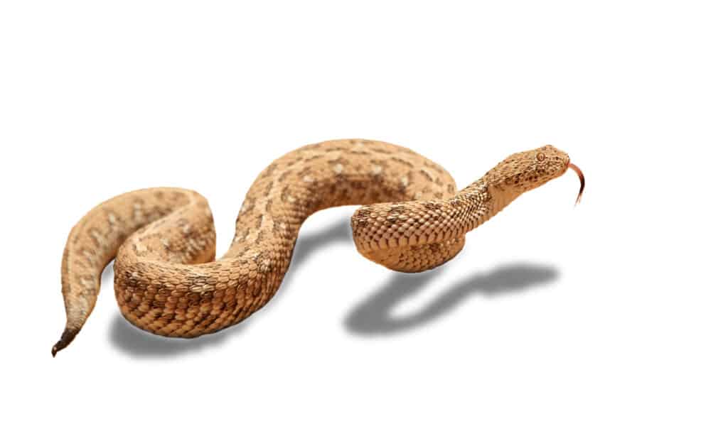 Peringuey's Adder on white background