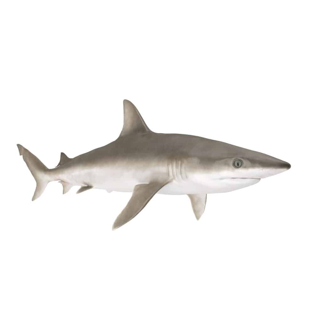 A realistic illustration of Blacknose shark 