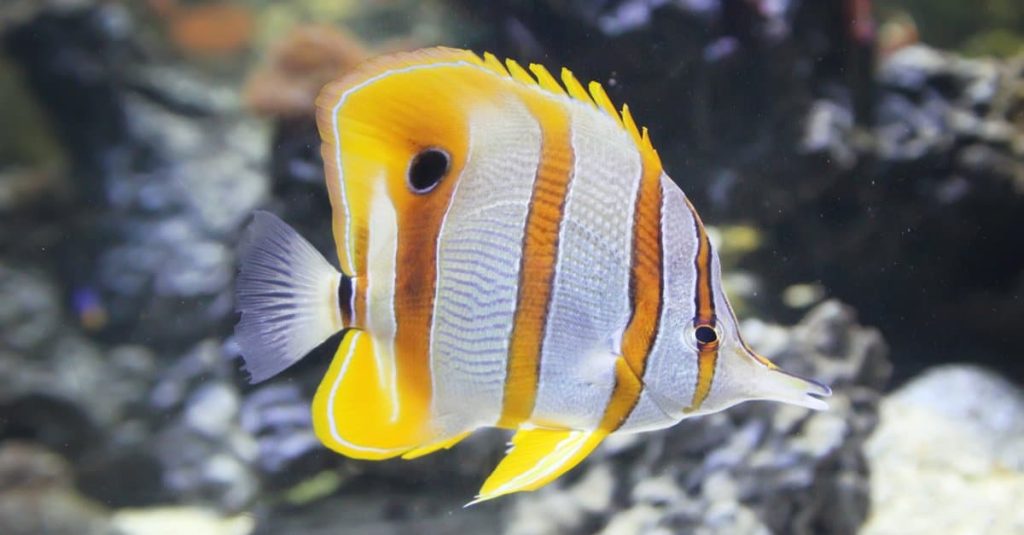 orange and white butterfly fish