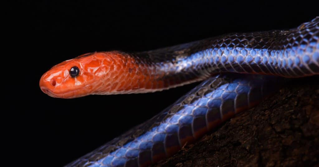 Blue Malaysian Coral Snake