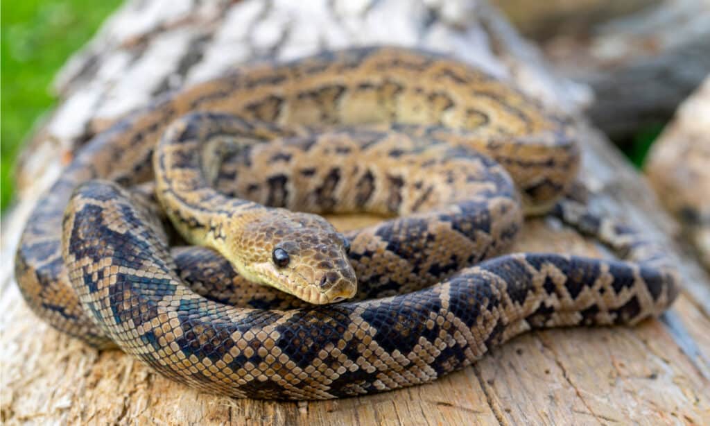 Cuban boa on a log