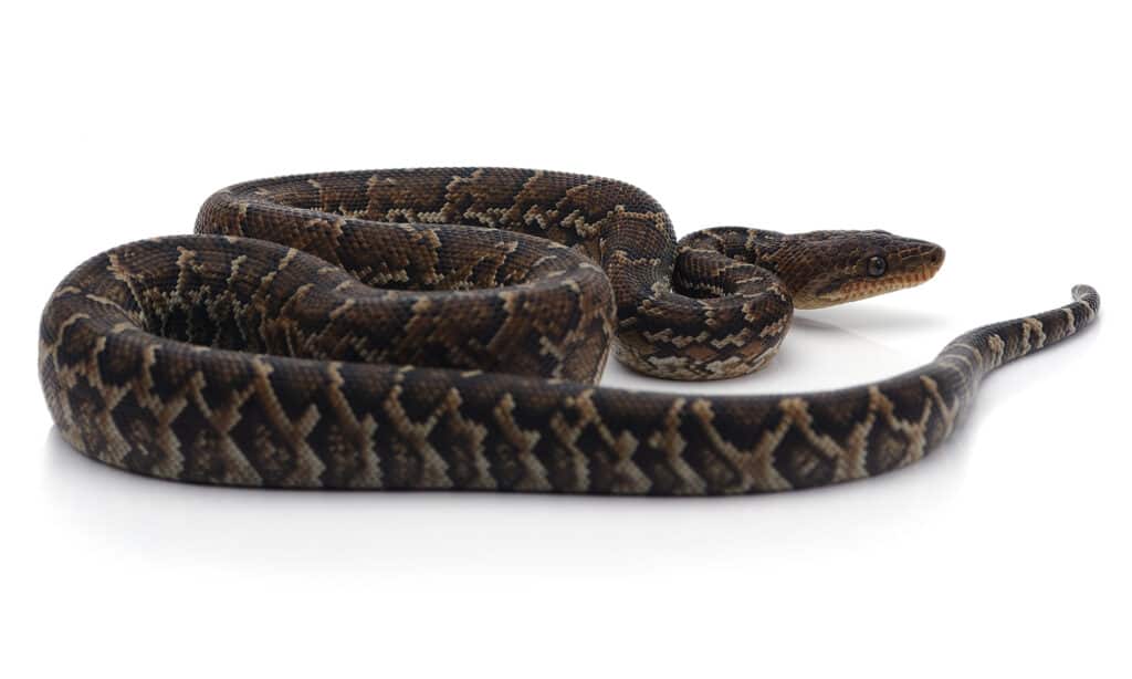 Cuban boa on white background